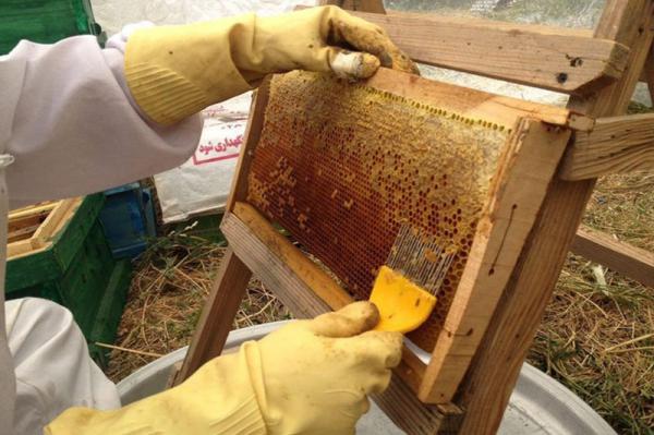 بررسی نحوه فرایند تولید عسل طبیعی