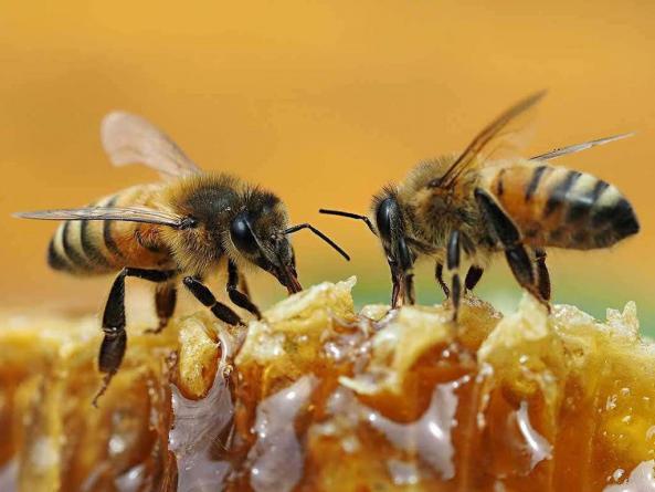 آشنایی با صفر تا صد صادرات عسل