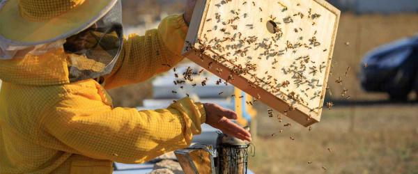بررسی جایگاه ایران در صادرات عسل
