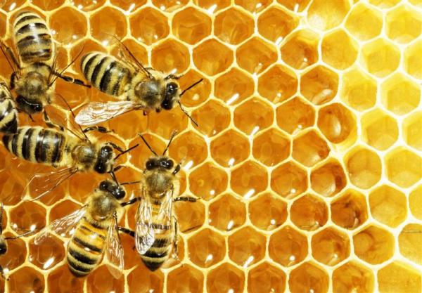 پخش عمده عسل طبیعی خلخال با نازل ترین قیمت