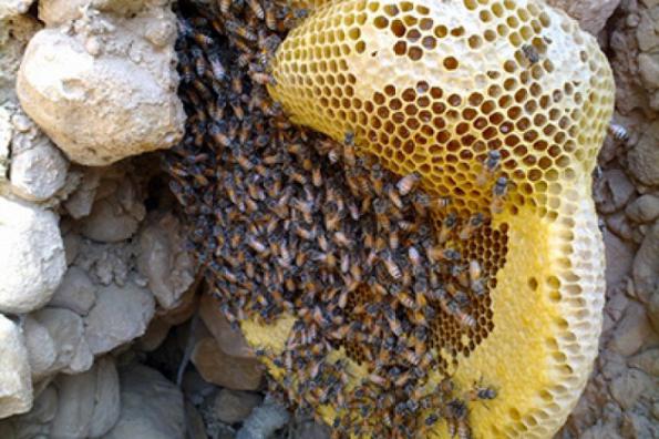 تفاوت عسل چند گیاه و عسل کوهستان