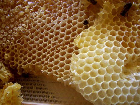 عامل اصلی در تعیین قیمت عسل