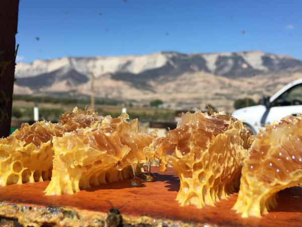 خرید و فروش عسل کوهی با تضمین کیفیت