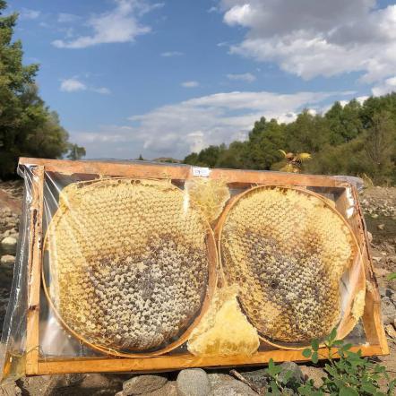 مختصری درباره ی عسل های موجود در بازار